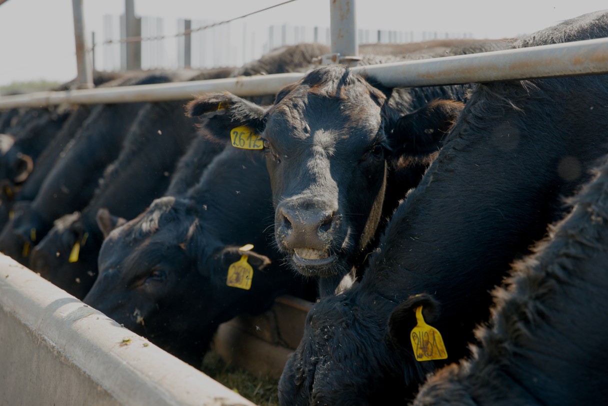 На нашей ферме в Калужской области живут бычки породы Black Angus. А ещё мы выращиваем там овощи и зерновые культуры. 